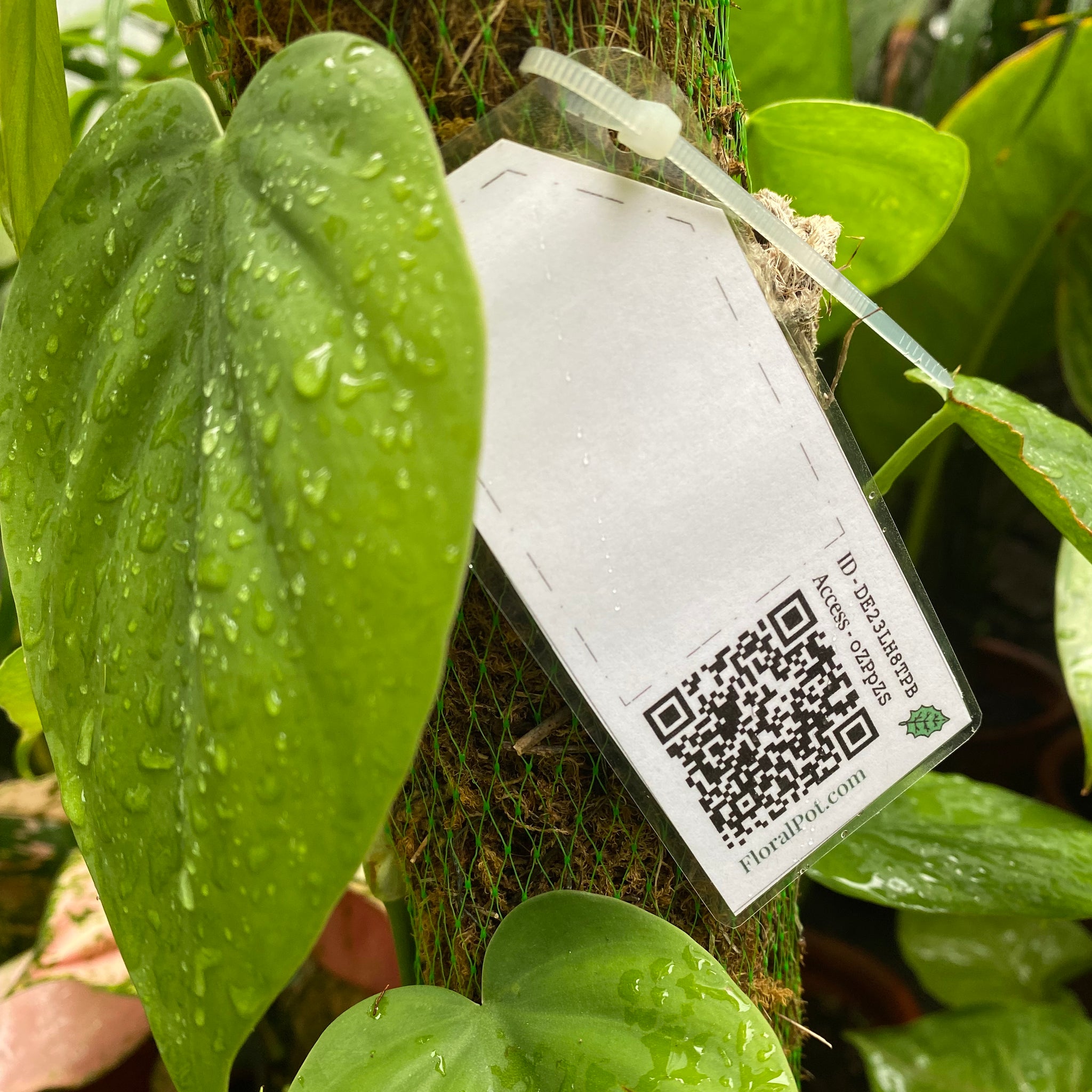 Get Started With QR-Based Smart Plant Tags